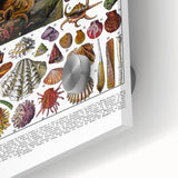 Vintage Mollusques Illustration - Nature Elements Wall Art Print