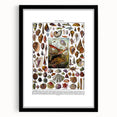 Vintage Mollusques Illustration - Nature Elements Wall Art Print