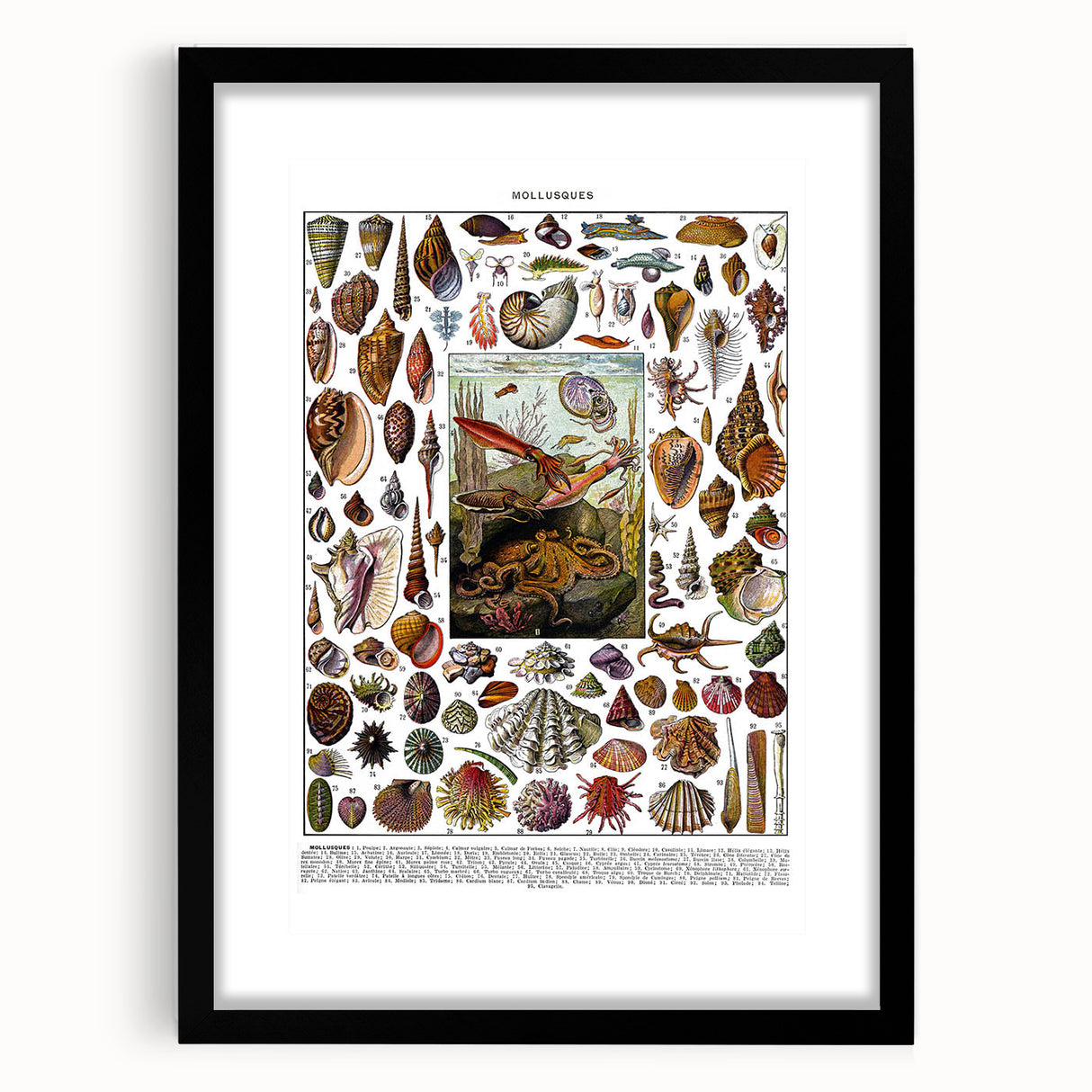 Vintage Mollusques Illustration - Nature Elements Wall Art Print