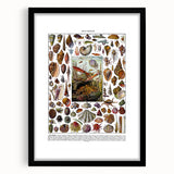 Vintage Mollusques Illustration - Nature Elements Wall Art Print