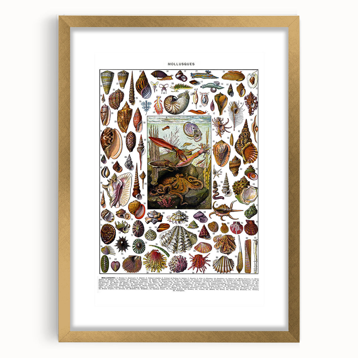 Vintage Mollusques Illustration - Nature Elements Wall Art Print