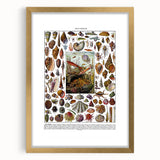Vintage Mollusques Illustration - Nature Elements Wall Art Print