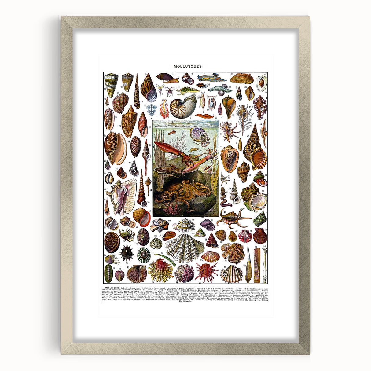 Vintage Mollusques Illustration - Nature Elements Wall Art Print