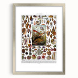 Vintage Mollusques Illustration - Nature Elements Wall Art Print