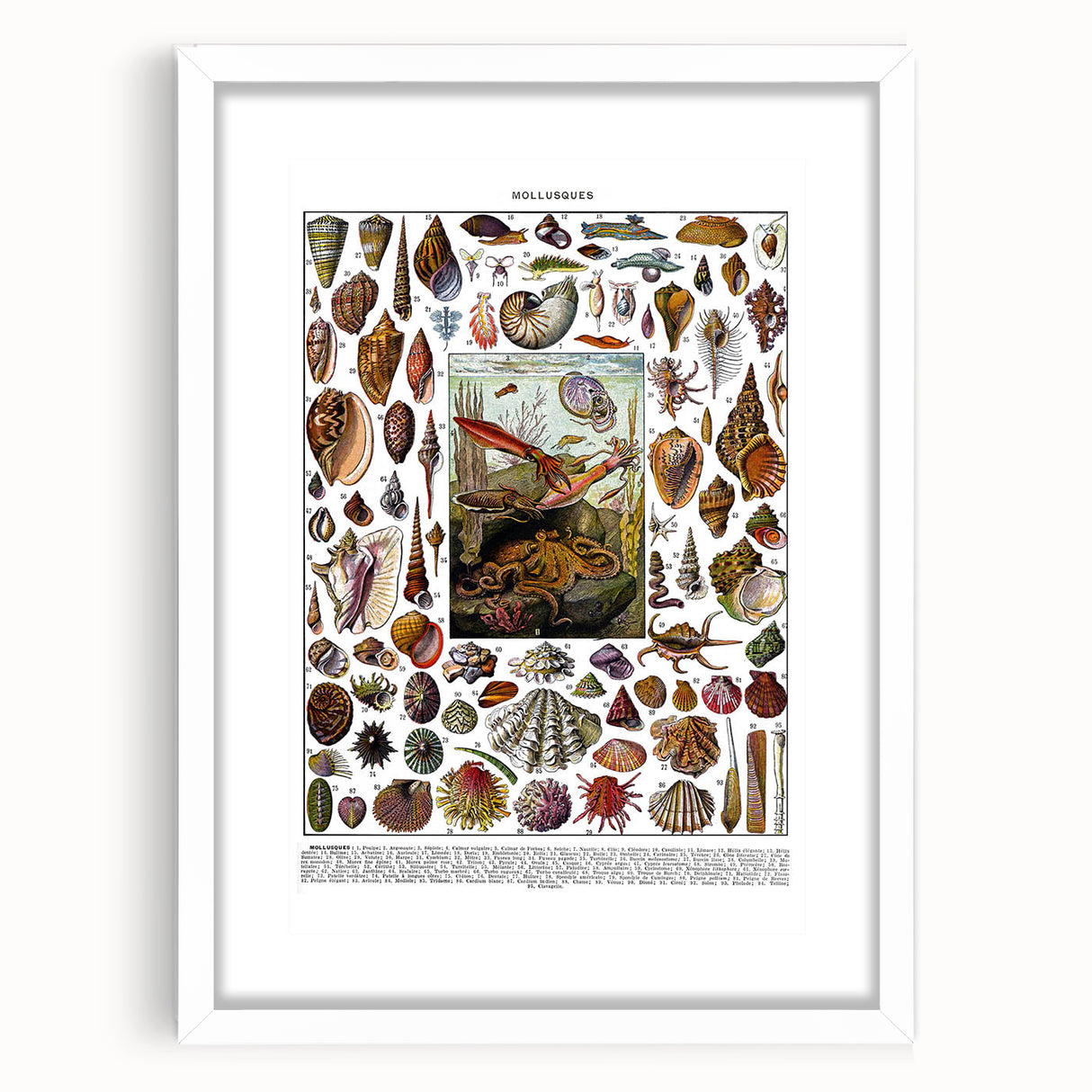 Vintage Mollusques Illustration - Nature Elements Wall Art Print