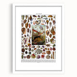 Vintage Mollusques Illustration - Nature Elements Wall Art Print