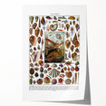Vintage Mollusques Illustration - Nature Elements Wall Art Print