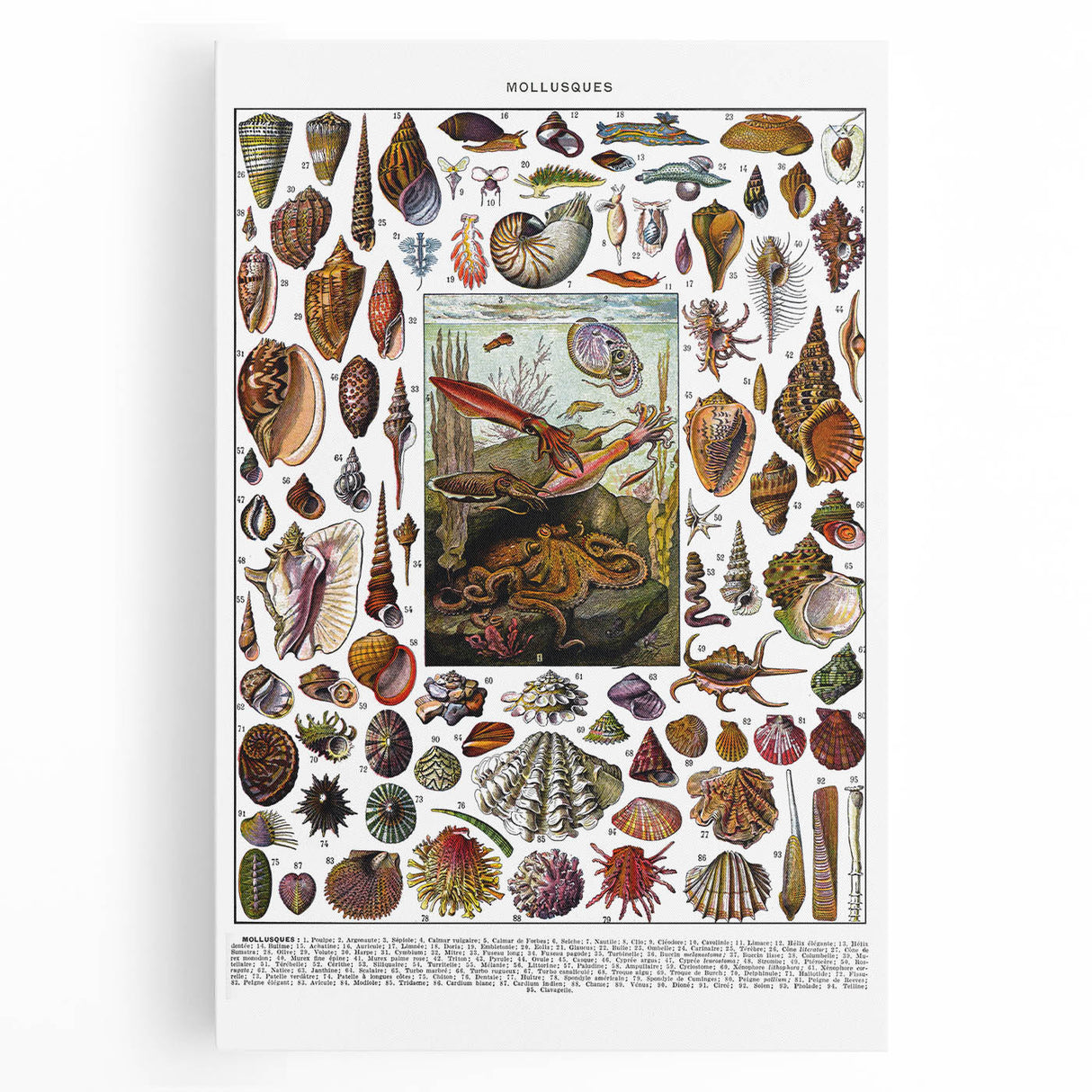 Vintage Mollusques Illustration - Nature Elements Wall Art Print
