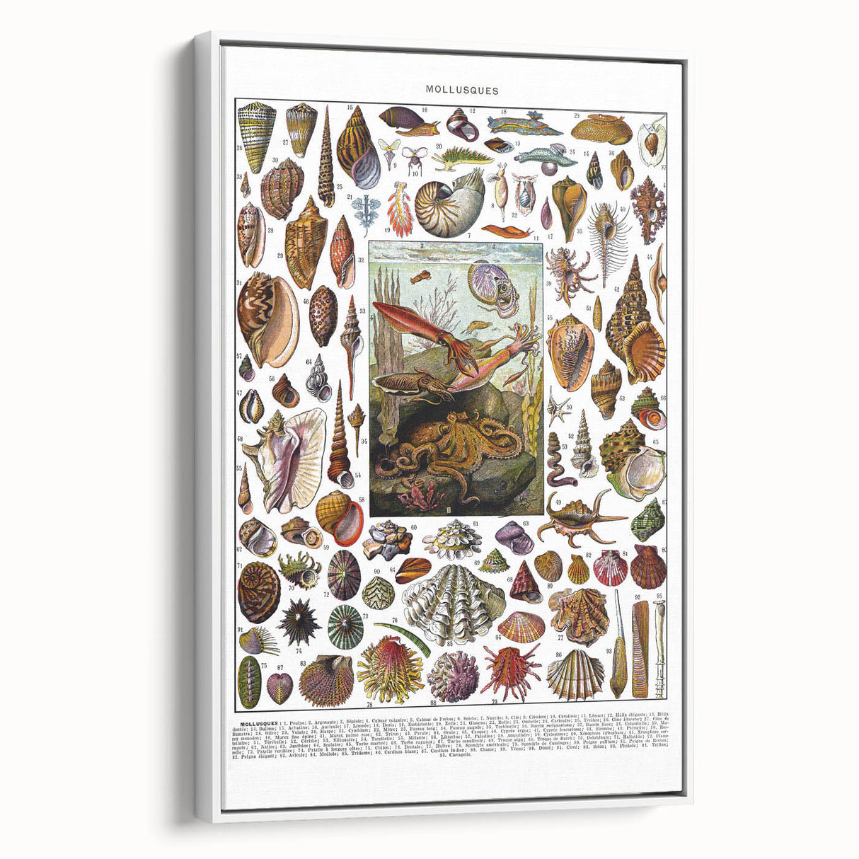 Vintage Mollusques Illustration - Nature Elements Wall Art Print