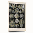 Vintage Blastoidea Illustration - Nature Elements Wall Art Print