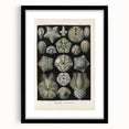 Vintage Blastoidea Illustration - Nature Elements Wall Art Print