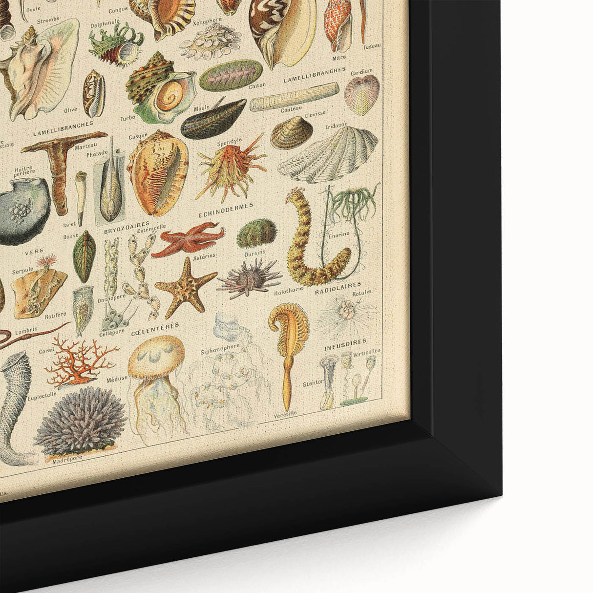 Vintage Marine Life Illustration - Nature Elements Wall Art Print