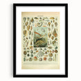 Vintage Mollusks Illustration - Nature Elements Wall Art Print