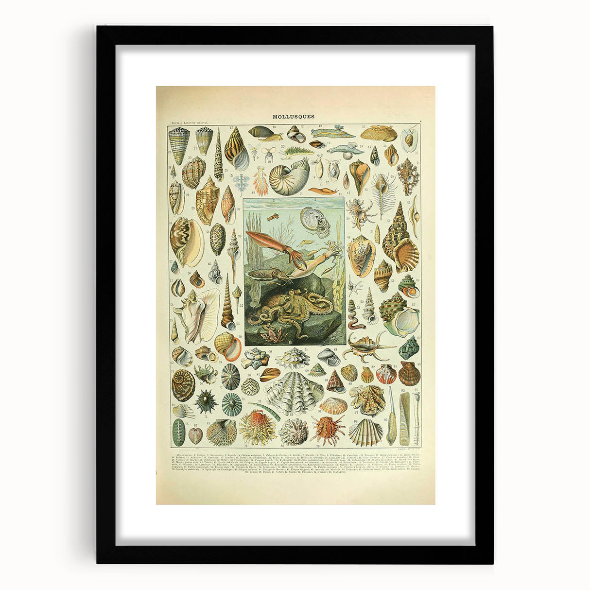 Vintage Mollusks Illustration - Nature Elements Wall Art Print