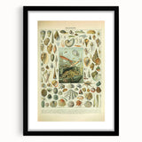 Vintage Mollusks Illustration - Nature Elements Wall Art Print