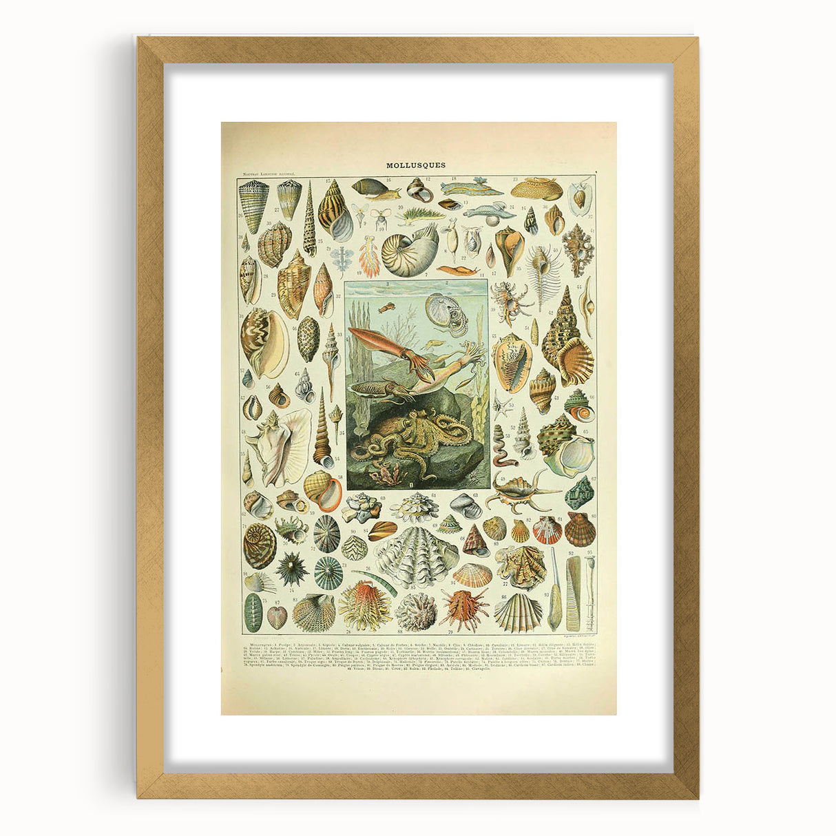 Vintage Mollusks Illustration - Nature Elements Wall Art Print
