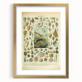 Vintage Mollusks Illustration - Nature Elements Wall Art Print