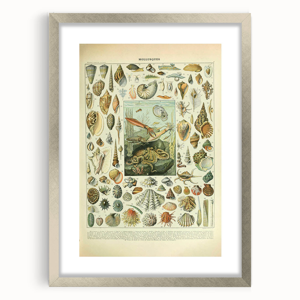 Vintage Mollusks Illustration - Nature Elements Wall Art Print