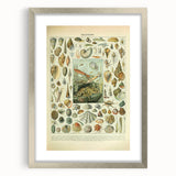 Vintage Mollusks Illustration - Nature Elements Wall Art Print