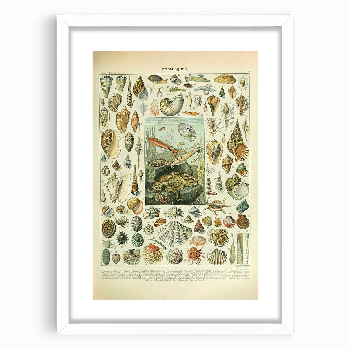 Vintage Mollusks Illustration - Nature Elements Wall Art Print