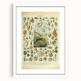 Vintage Mollusks Illustration - Nature Elements Wall Art Print
