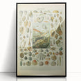Vintage Mollusks Illustration - Nature Elements Wall Art Print