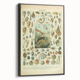 Vintage Mollusks Illustration - Nature Elements Wall Art Print