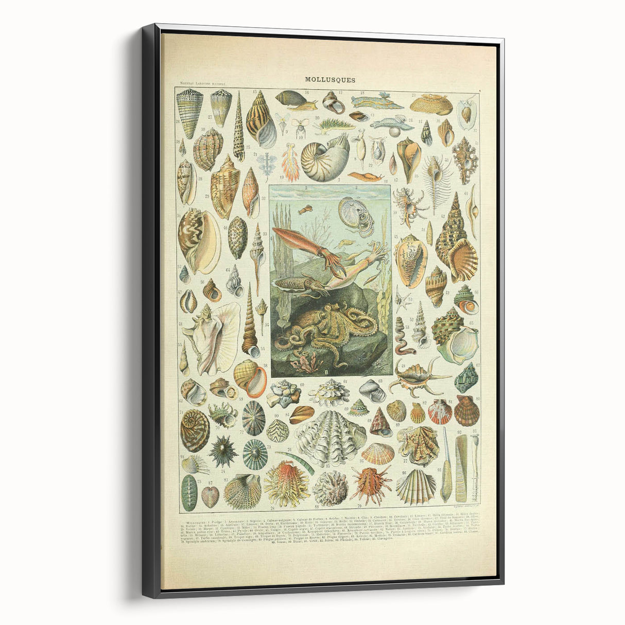 Vintage Mollusks Illustration - Nature Elements Wall Art Print