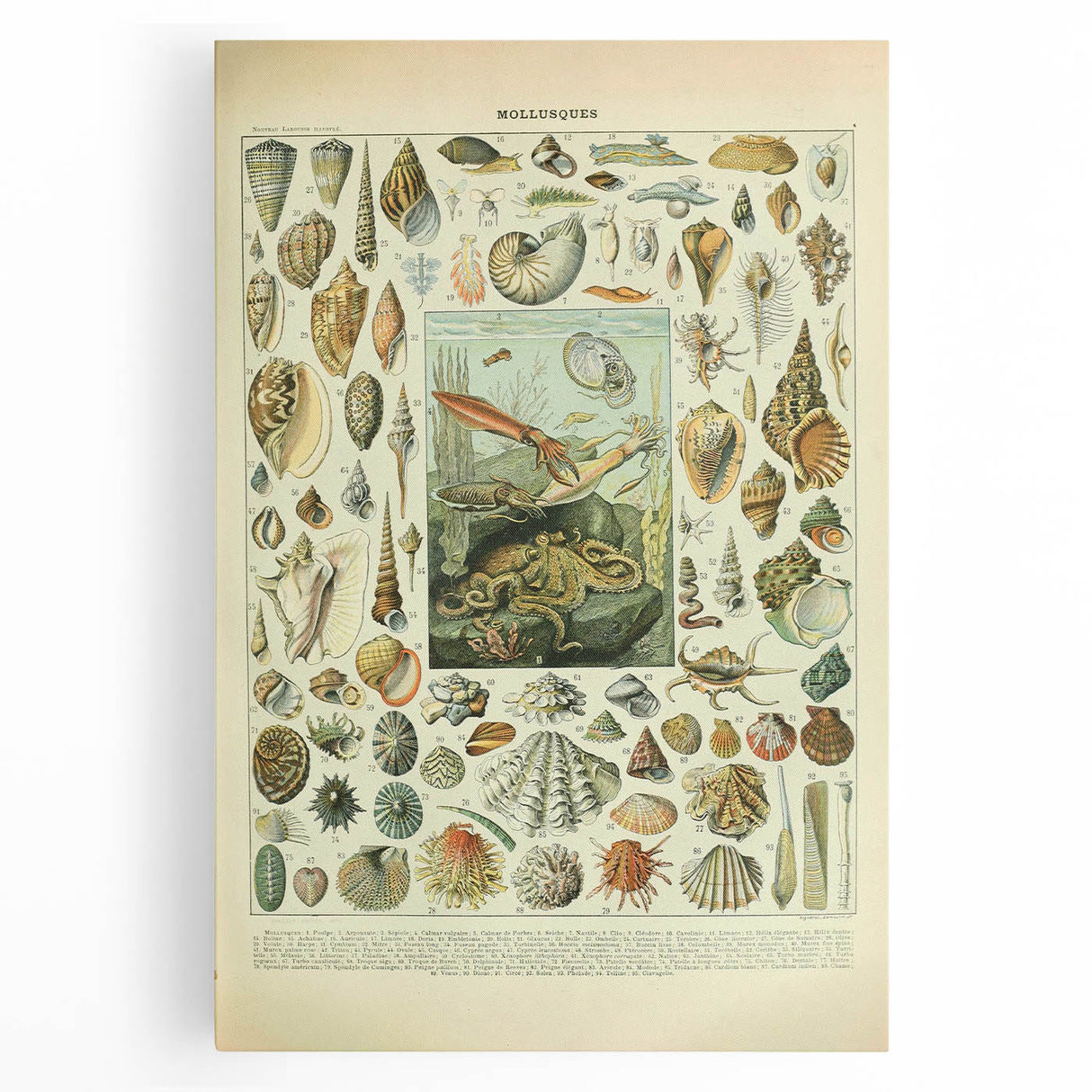 Vintage Mollusks Illustration - Nature Elements Wall Art Print