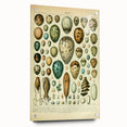 Vintage Egg Illustration - Nature Elements Wall Art Print