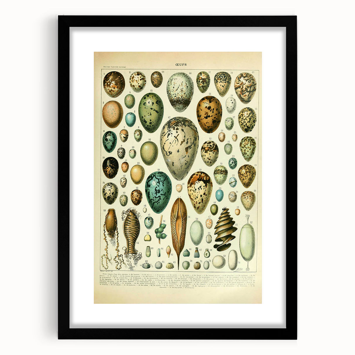 Vintage Egg Illustration - Nature Elements Wall Art Print