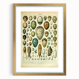 Vintage Egg Illustration - Nature Elements Wall Art Print