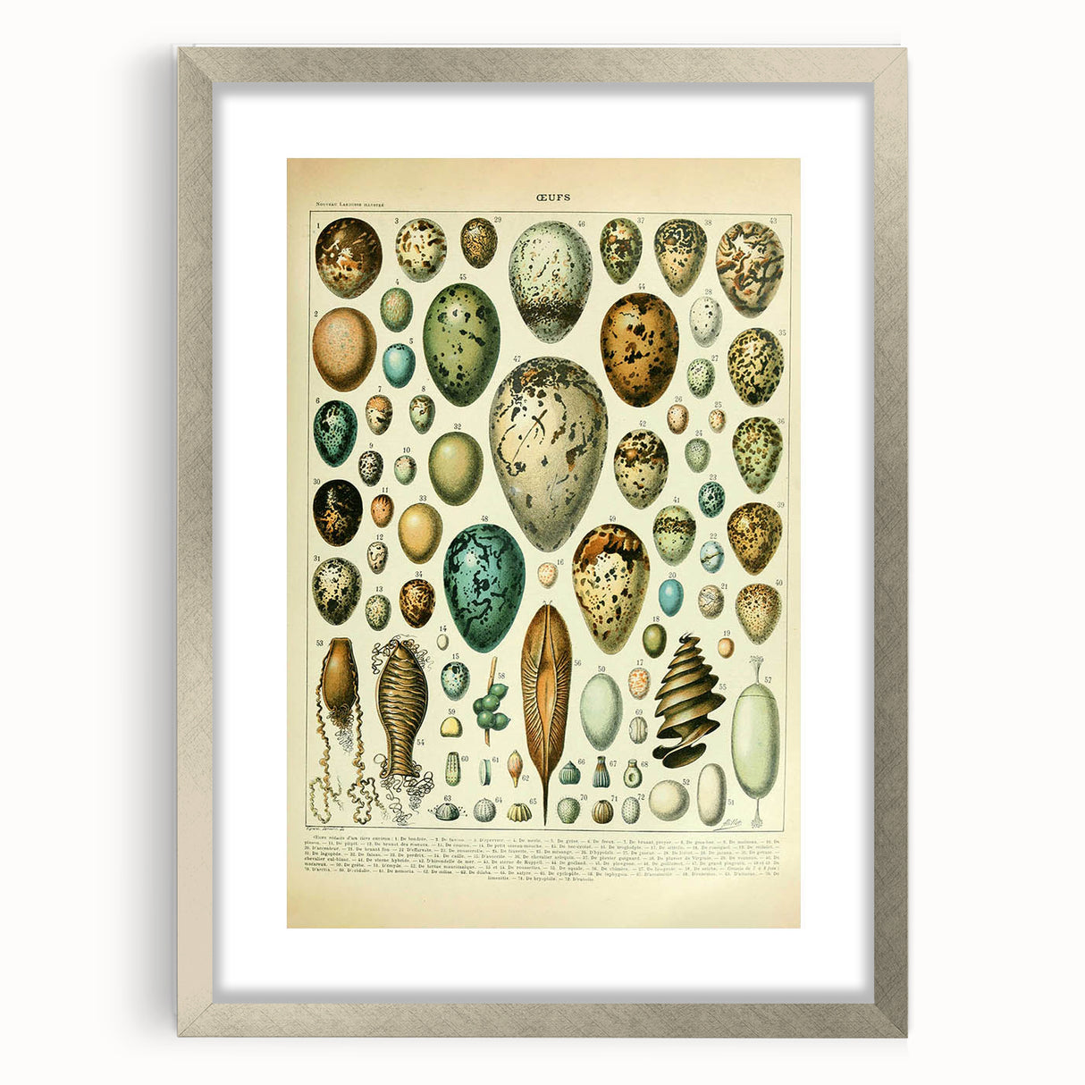 Vintage Egg Illustration - Nature Elements Wall Art Print