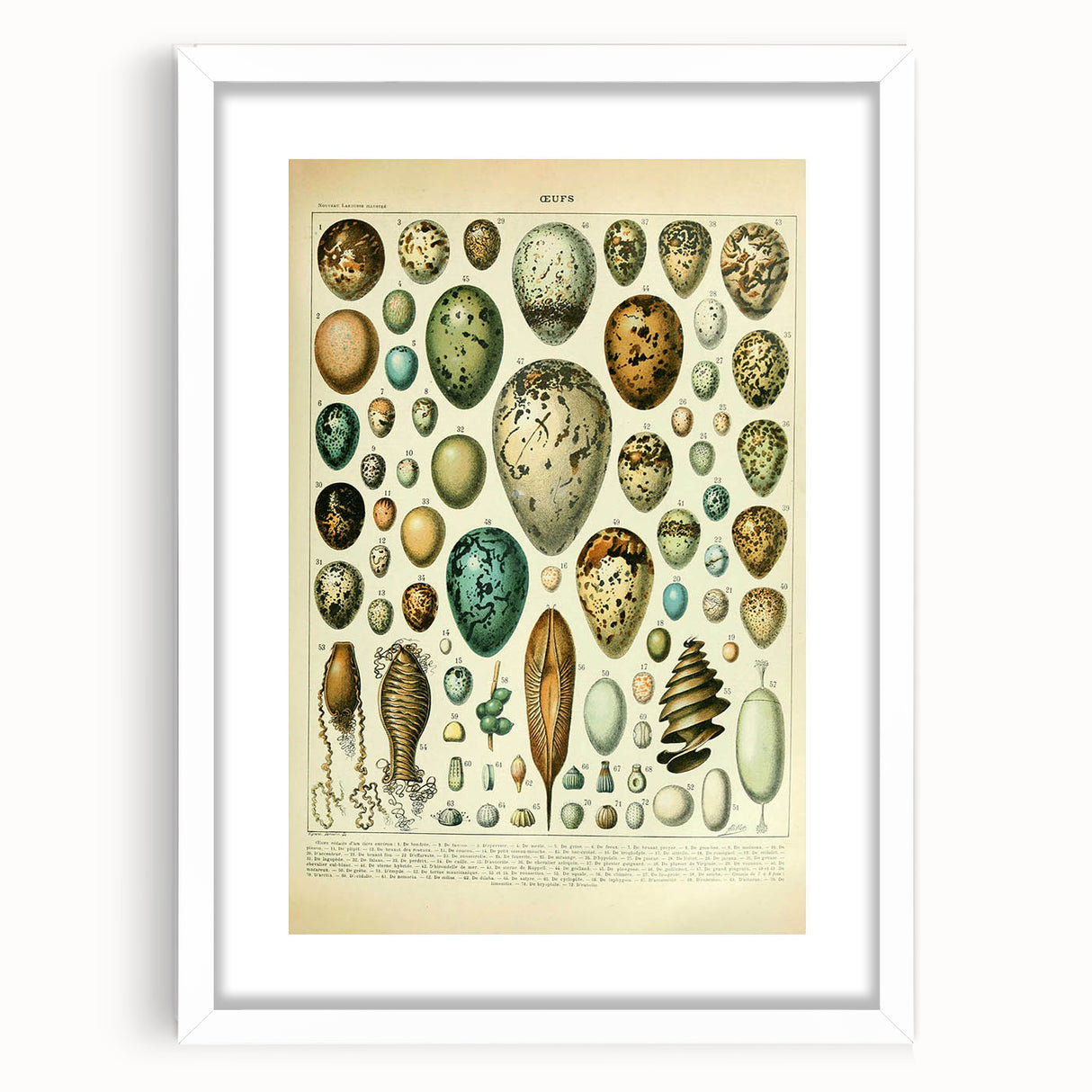 Vintage Egg Illustration - Nature Elements Wall Art Print
