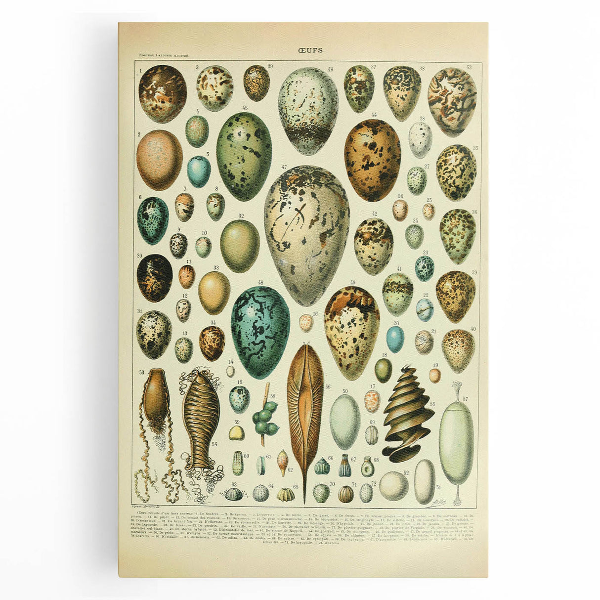 Vintage Egg Illustration - Nature Elements Wall Art Print