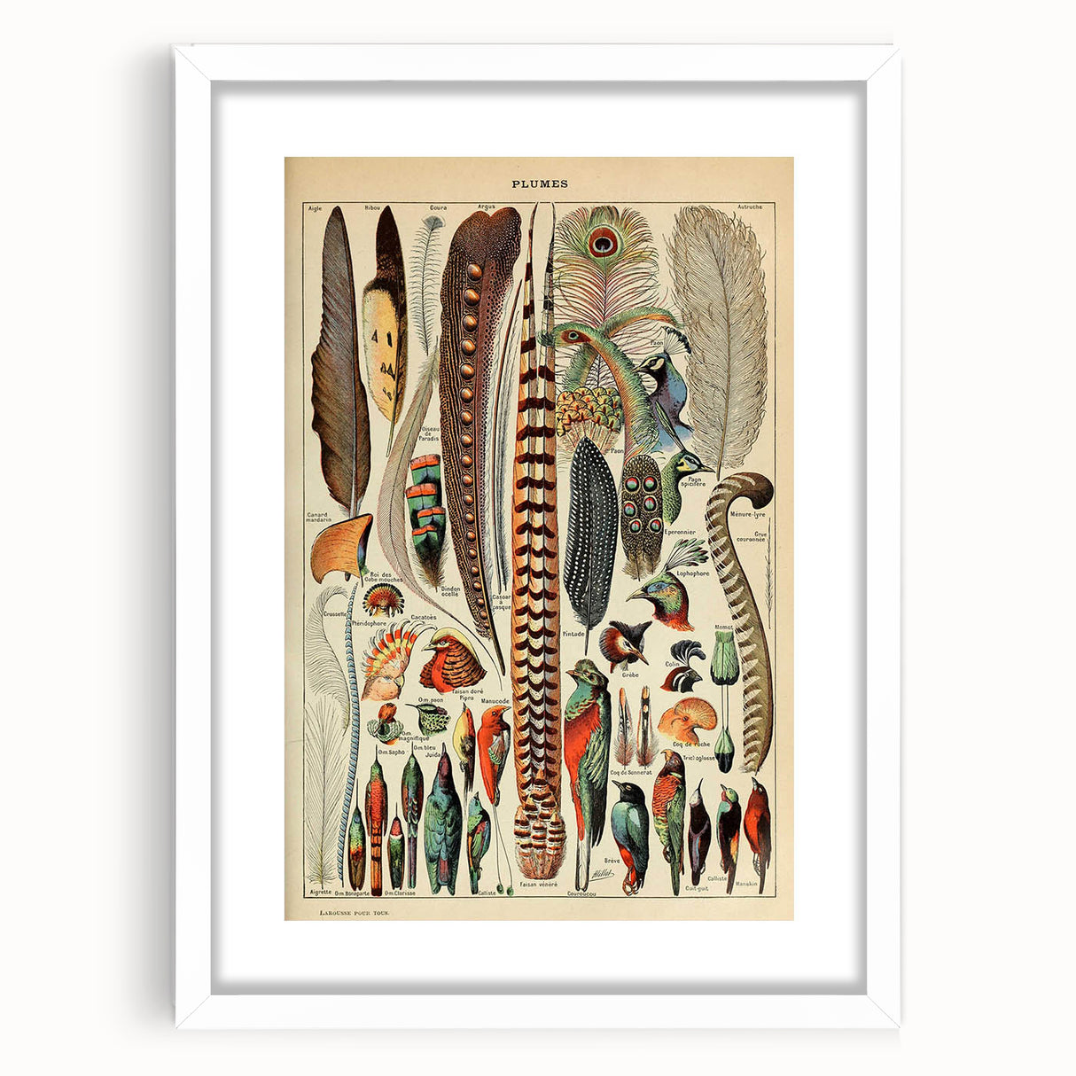 Vintage Bird Feathers Illustration - Nature Elements Wall Art Print