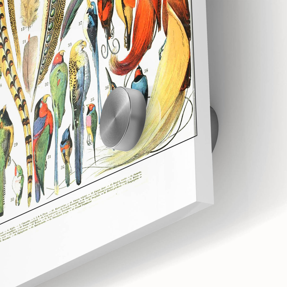 Vintage Plumes and Birds Illustration - Nature Elements Wall Art