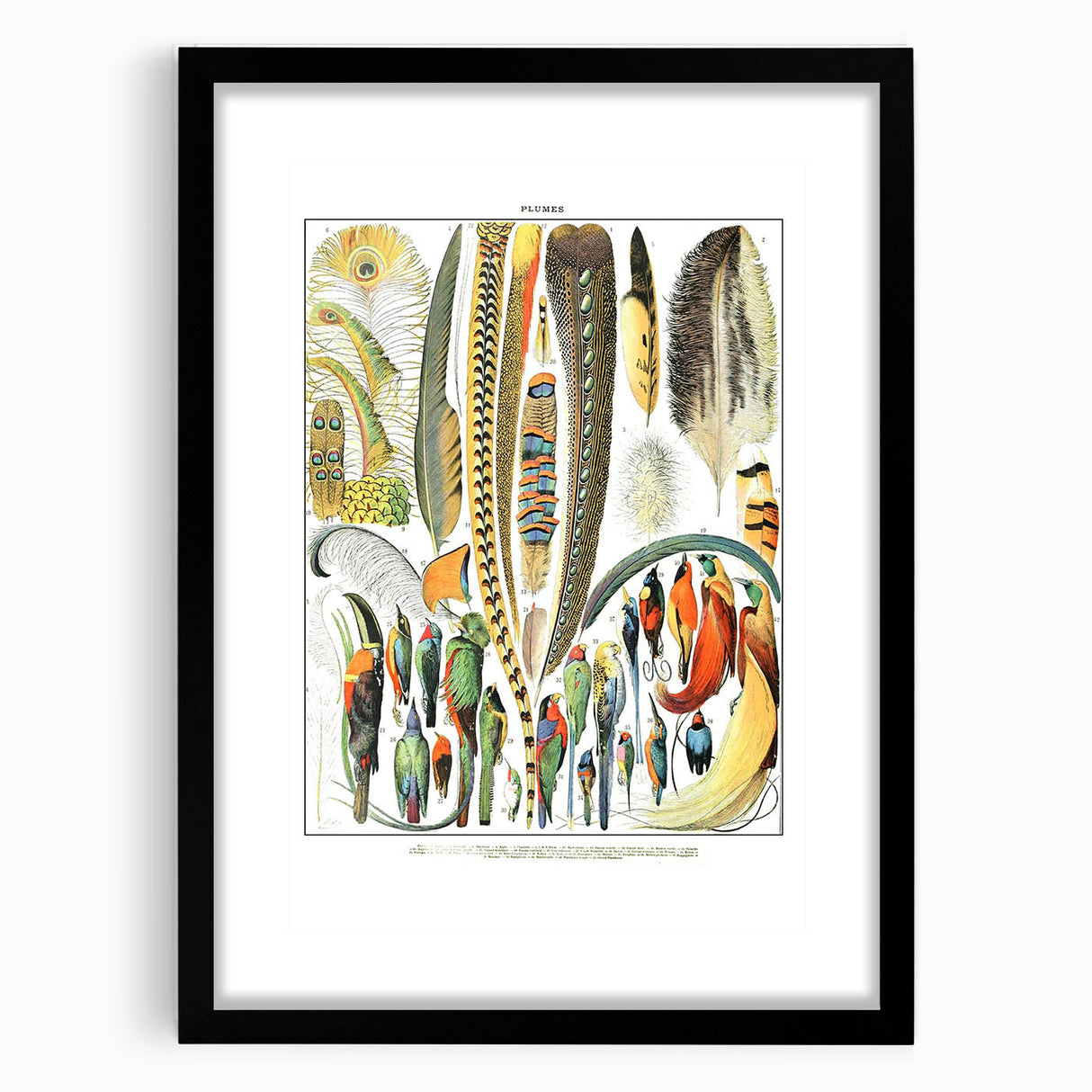 Vintage Plumes and Birds Illustration - Nature Elements Wall Art
