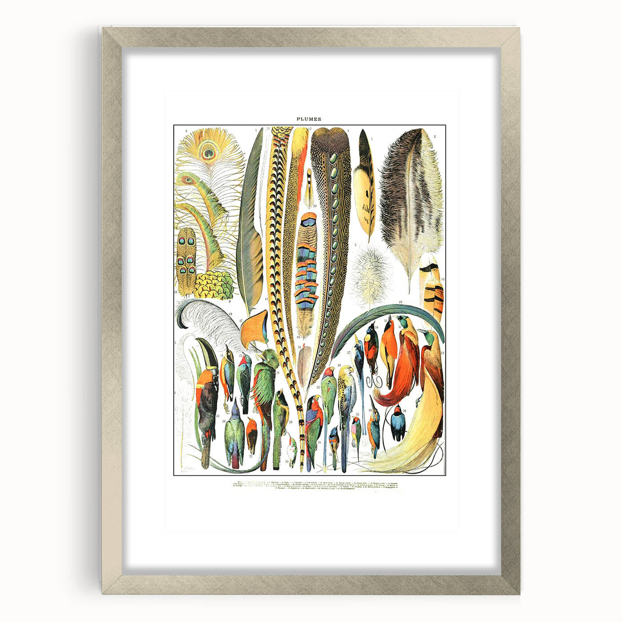 Vintage Plumes and Birds Illustration - Nature Elements Wall Art
