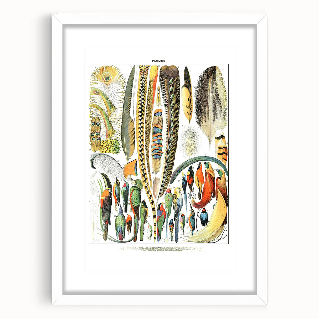 Vintage Plumes and Birds Illustration - Nature Elements Wall Art