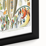 Vintage Plumes and Birds Illustration - Nature Elements Wall Art