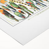 Vintage Plumes and Birds Illustration - Nature Elements Wall Art