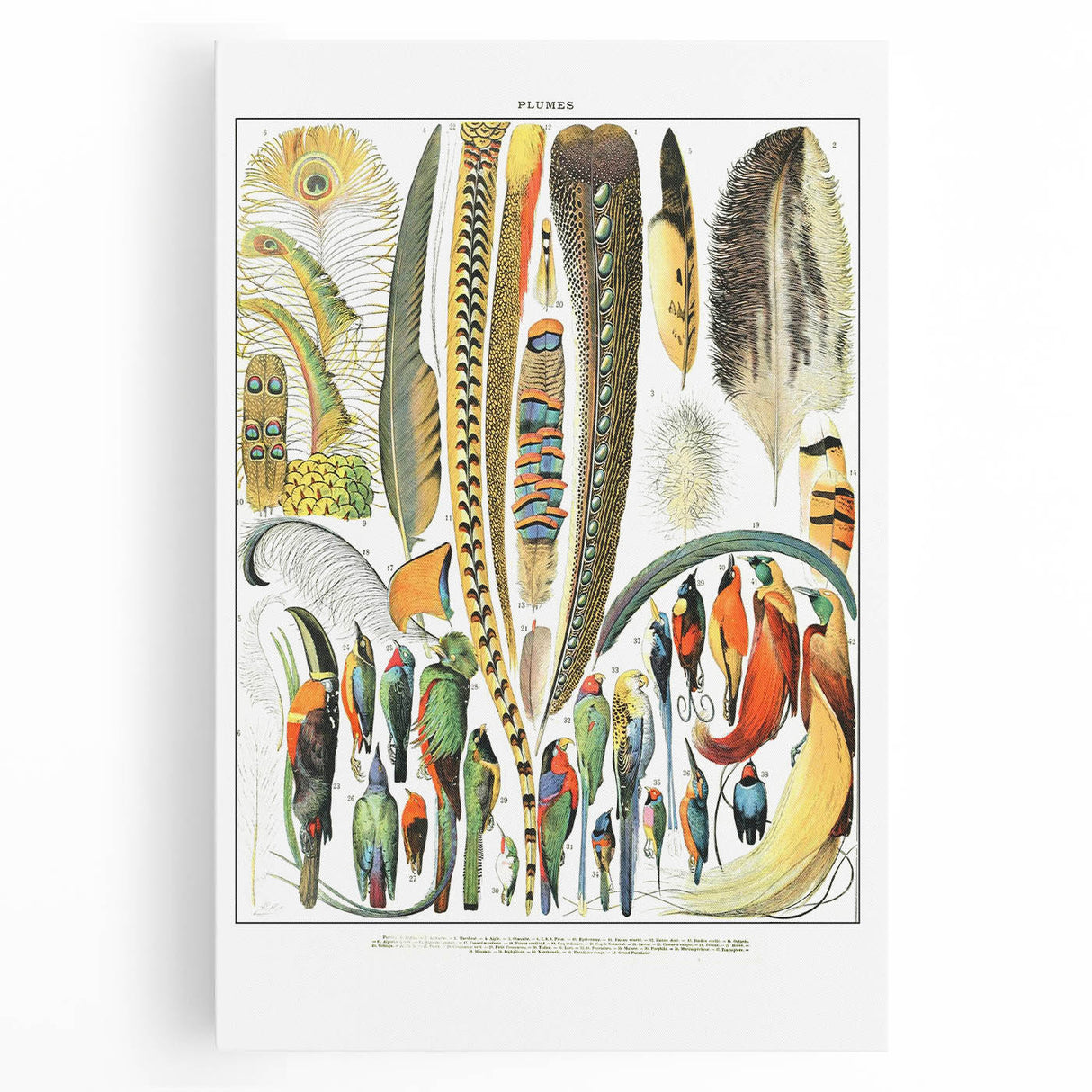 Vintage Plumes and Birds Illustration - Nature Elements Wall Art