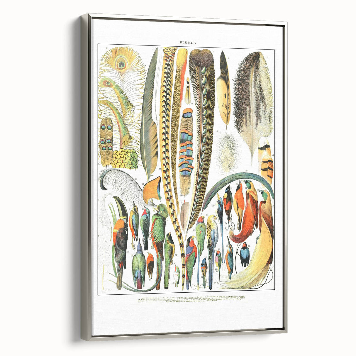 Vintage Plumes and Birds Illustration - Nature Elements Wall Art