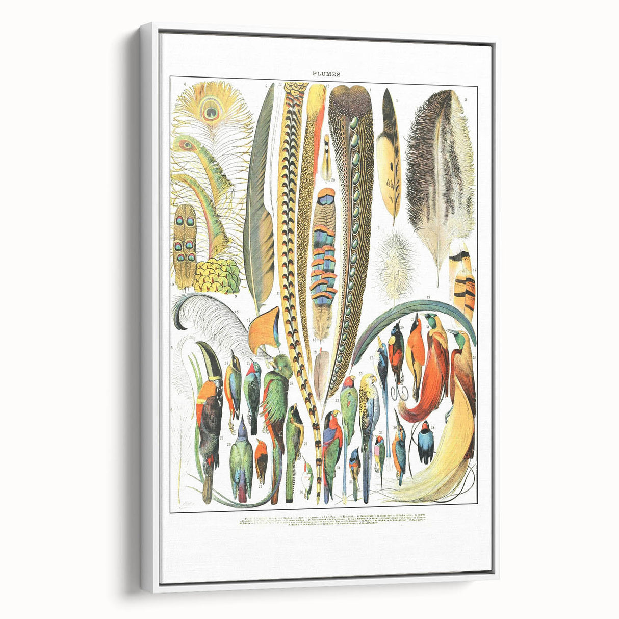 Vintage Plumes and Birds Illustration - Nature Elements Wall Art