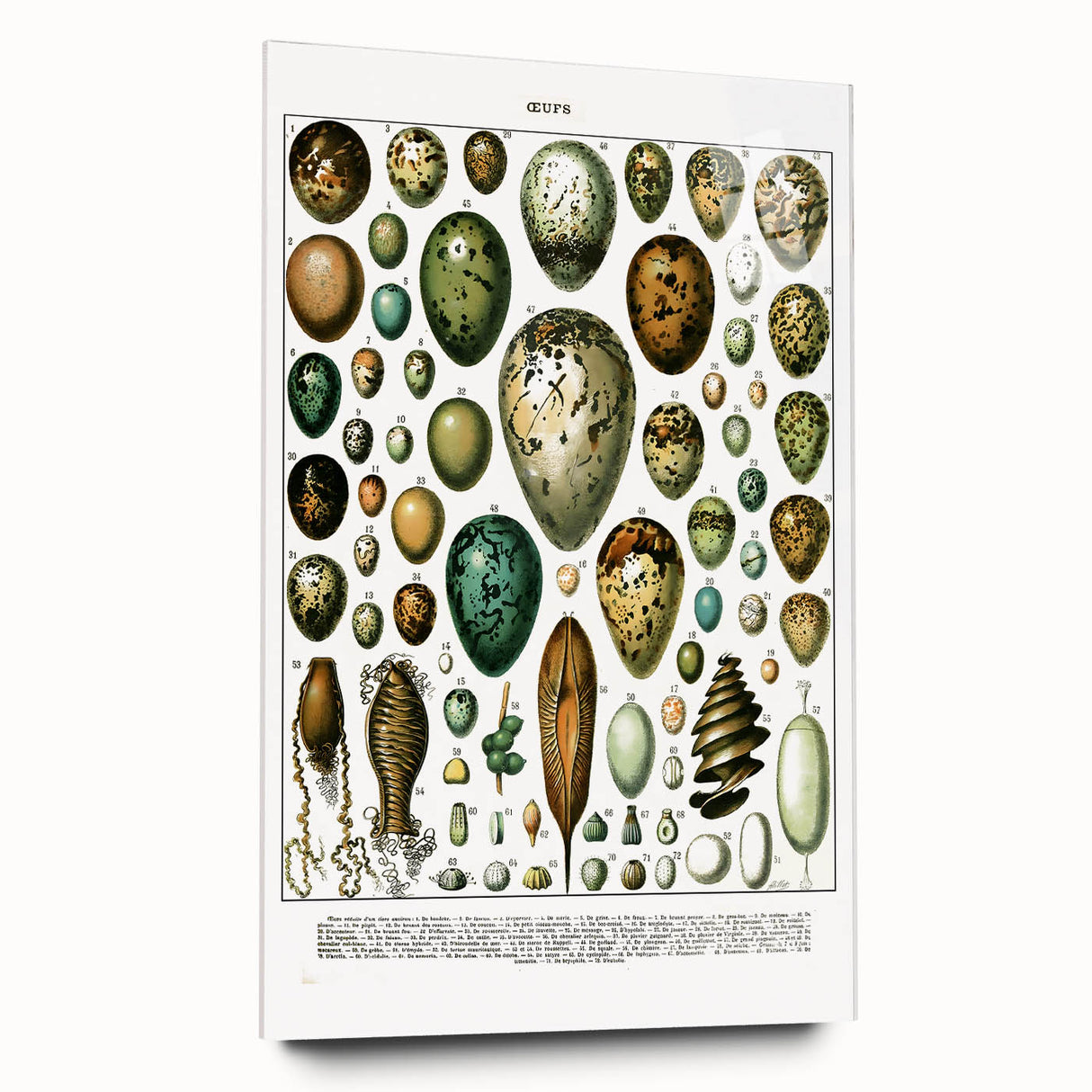 Vintage Egg Illustrations - Nature Elements Wall Art Print