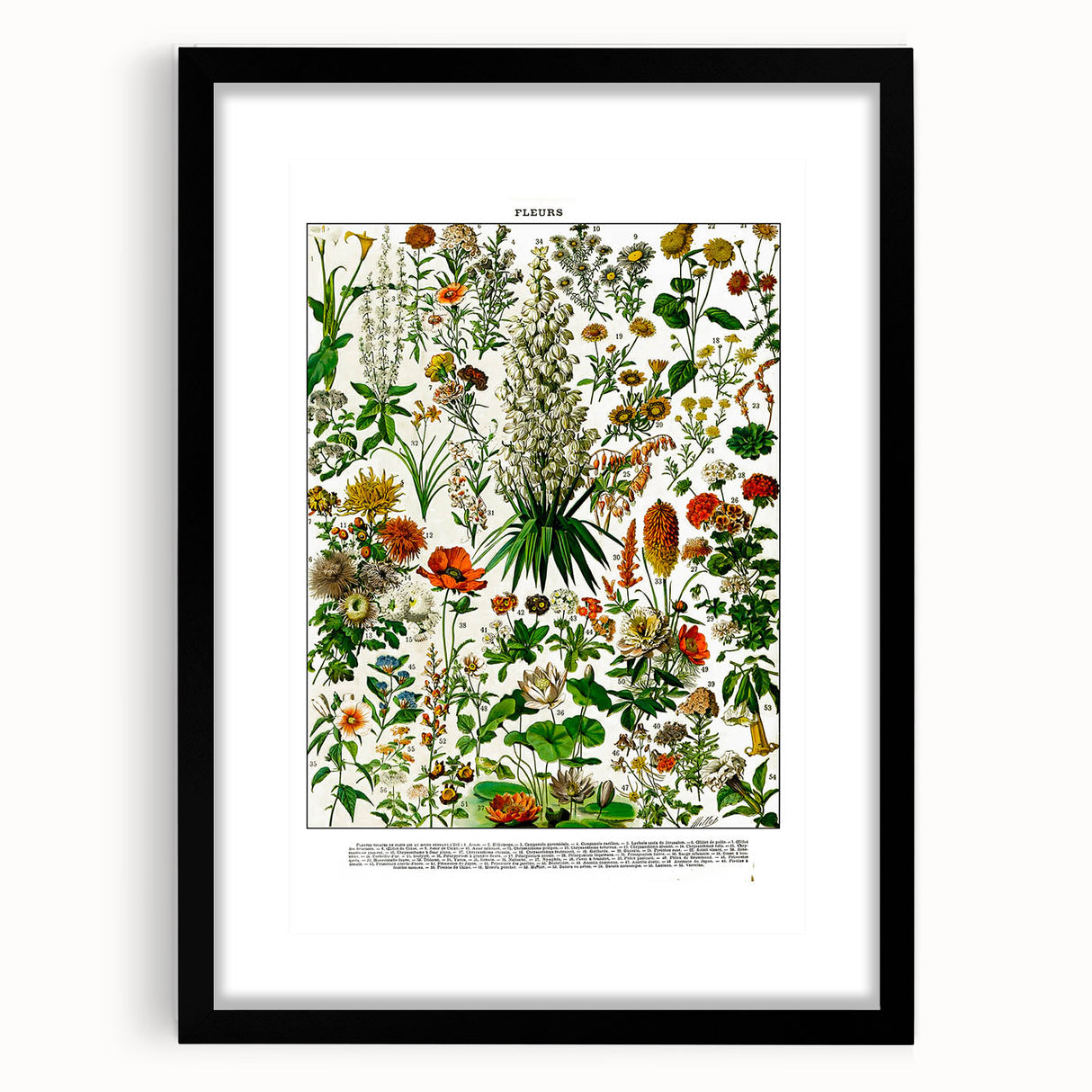 Vintage Floral Illustration - Nature Elements Wall Art Print