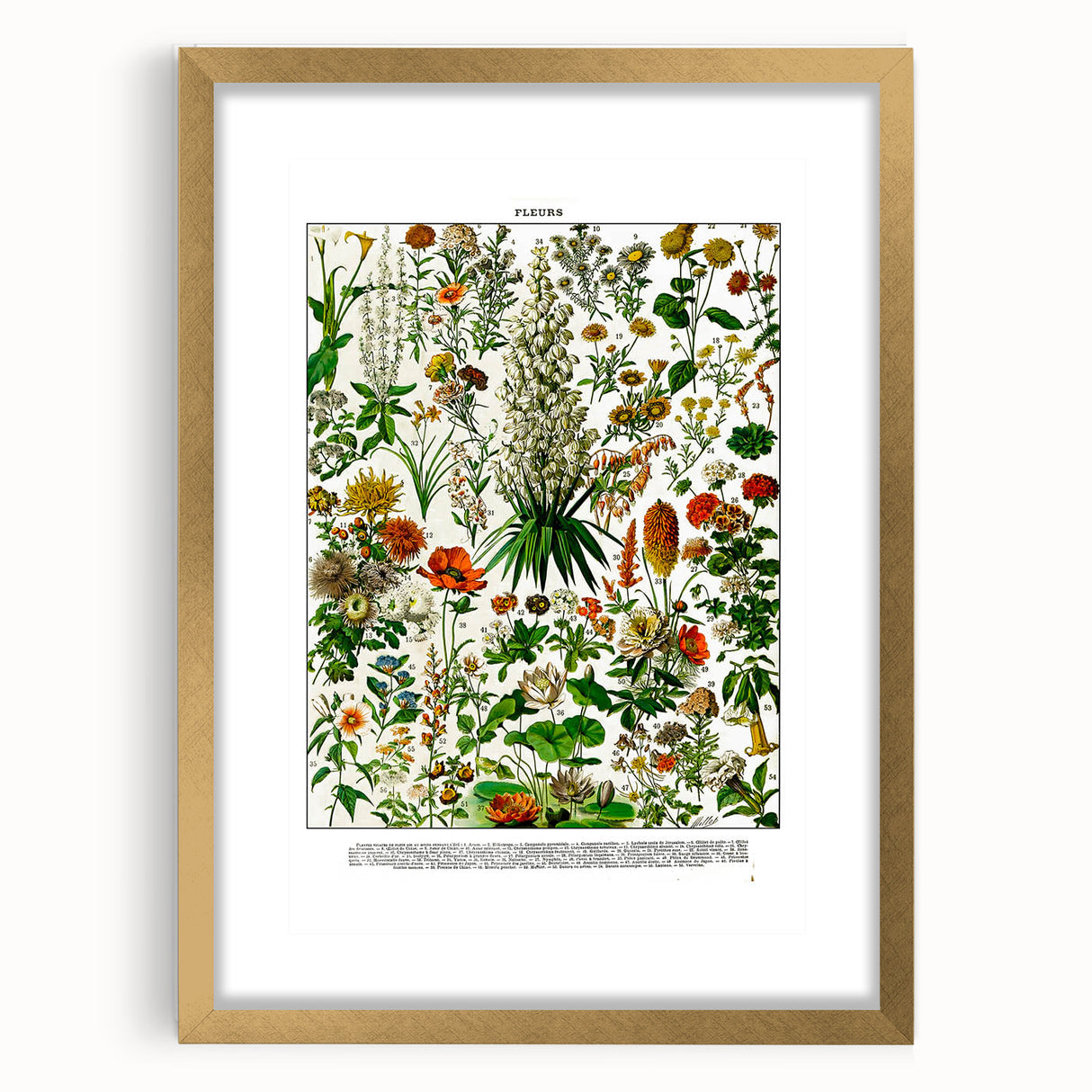 Vintage Floral Illustration - Nature Elements Wall Art Print