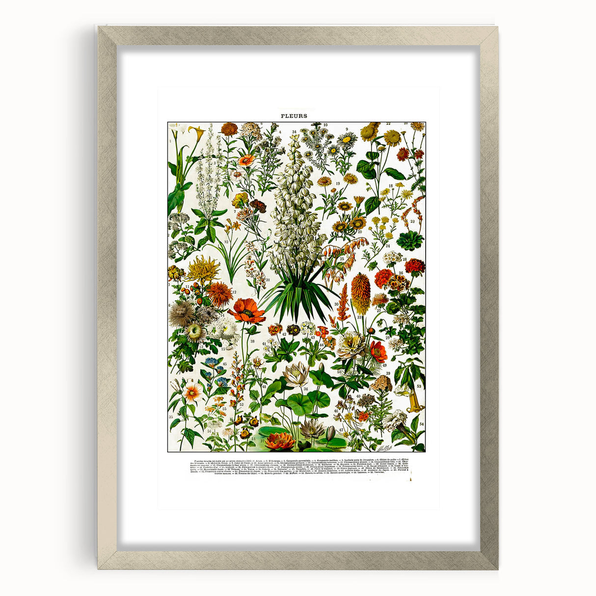 Vintage Floral Illustration - Nature Elements Wall Art Print