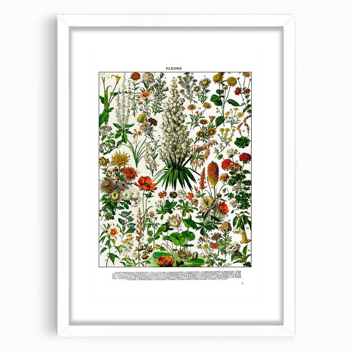 Vintage Floral Illustration - Nature Elements Wall Art Print